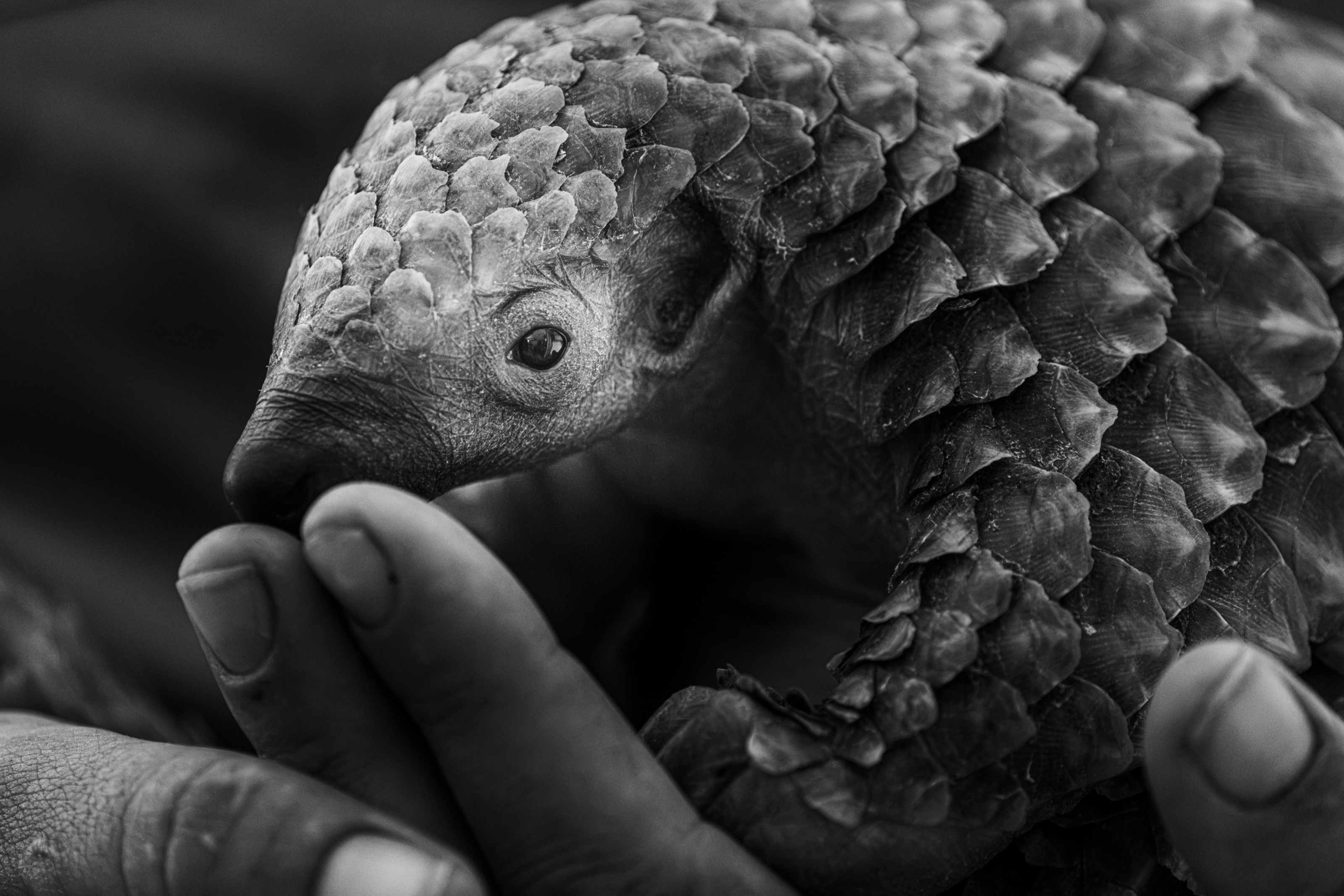 Two hands holding a curled-up pangolin, in black and white: the eye and the scales are visible.