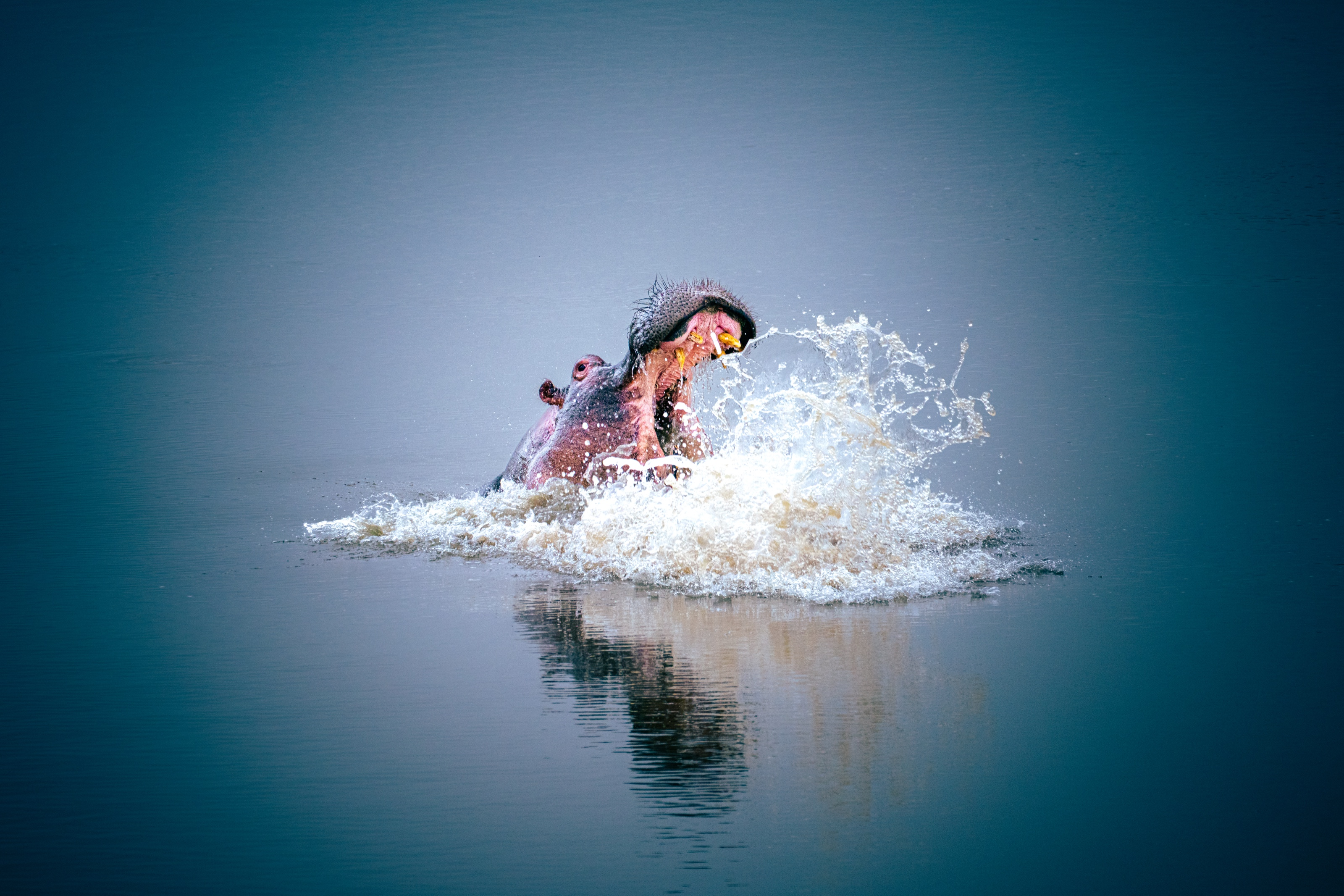 A hippopotamus surfacing with its mouth wide open, in an explosion of white spray.